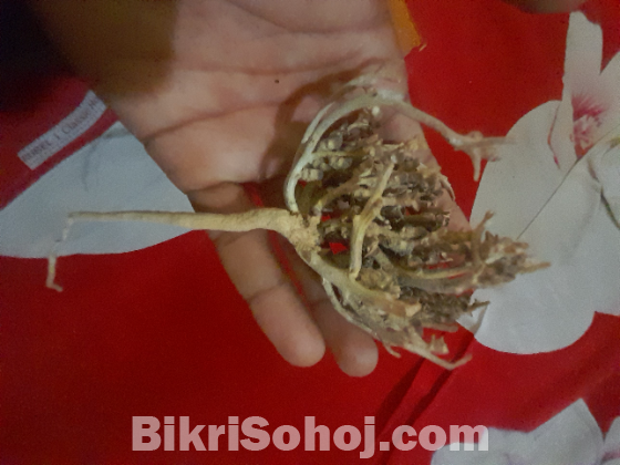 মরিয়ম ফুল ছোট সাইজ